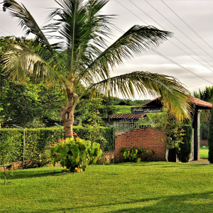 gallery/front_garden_20191128_074822b